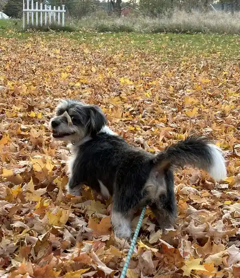 A small, fluffy black-and-white dog stands in a yard covered in fallen yellow and orange autumn leaves, looking off to the…