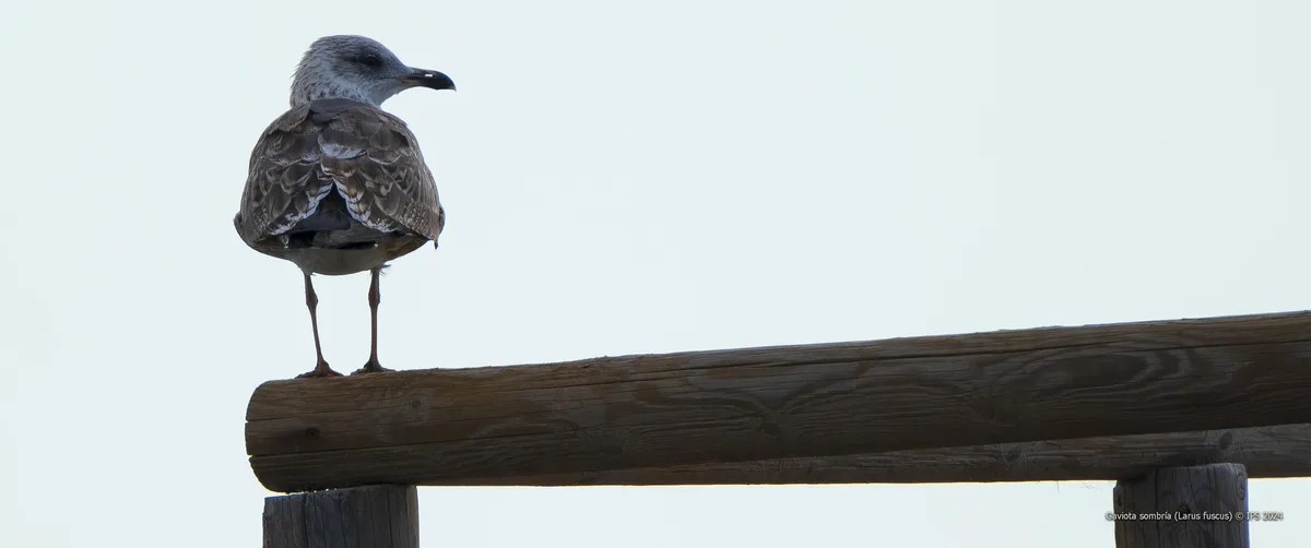 A dark gray seagull stands on a weathered wooden railing against a pale sky, its body hunched and head turned slightly away…