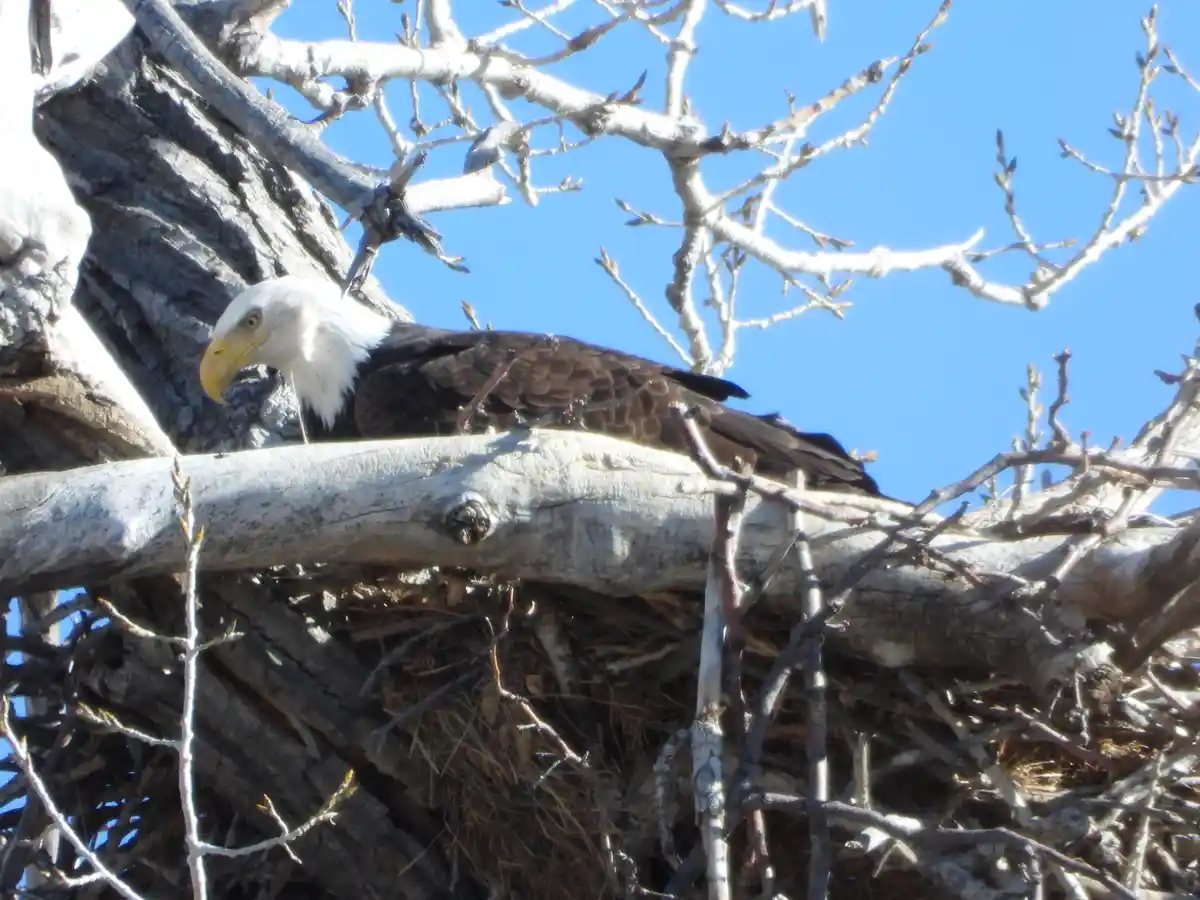A bald eagle with a white head and dark brown body perches on a thick, light-colored tree branch above a large nest made of…