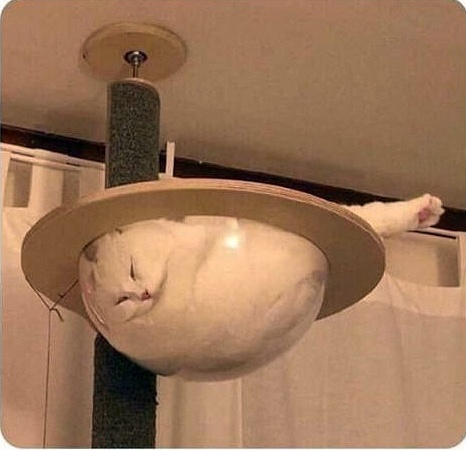 Here Comes Another Liquid Cat!