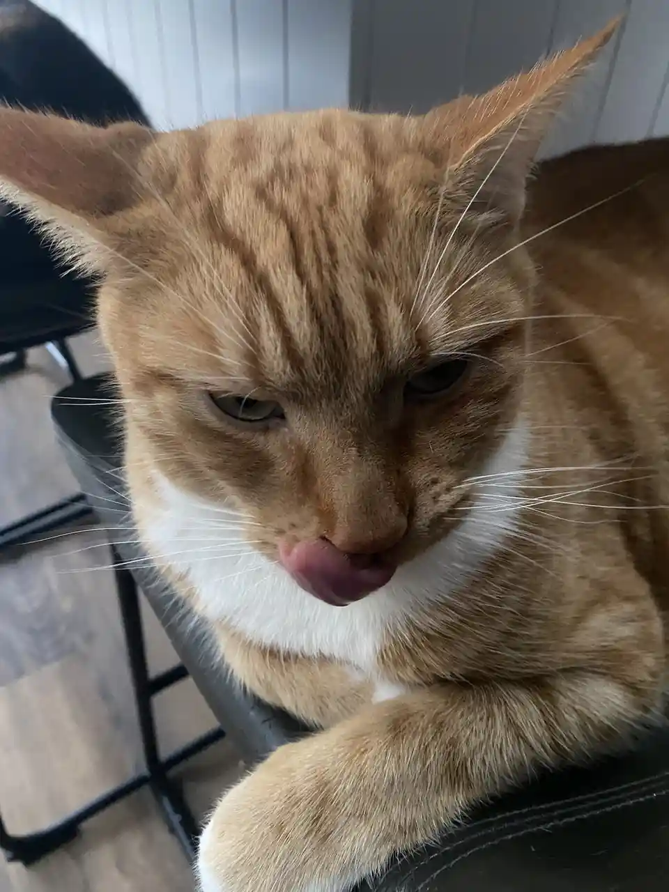 A close-up photo of an orange tabby cat with a white chest, sitting on a black chair and licking its nose. The cat has a…