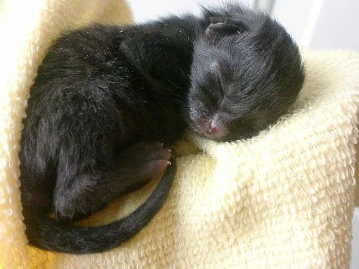 A tiny black kitten curled up and sleeping soundly on a soft, textured yellow towel. The image has text overlaid that reads…