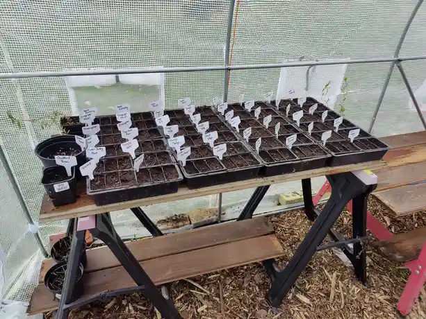 New life sprouting in the greenhouse.