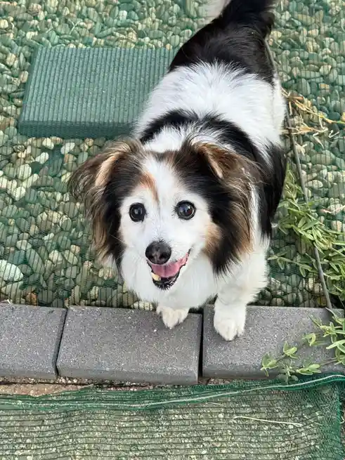 A small black, white, and tan dog with floppy ears and a happy expression looks up at the camera from behind a low concrete…