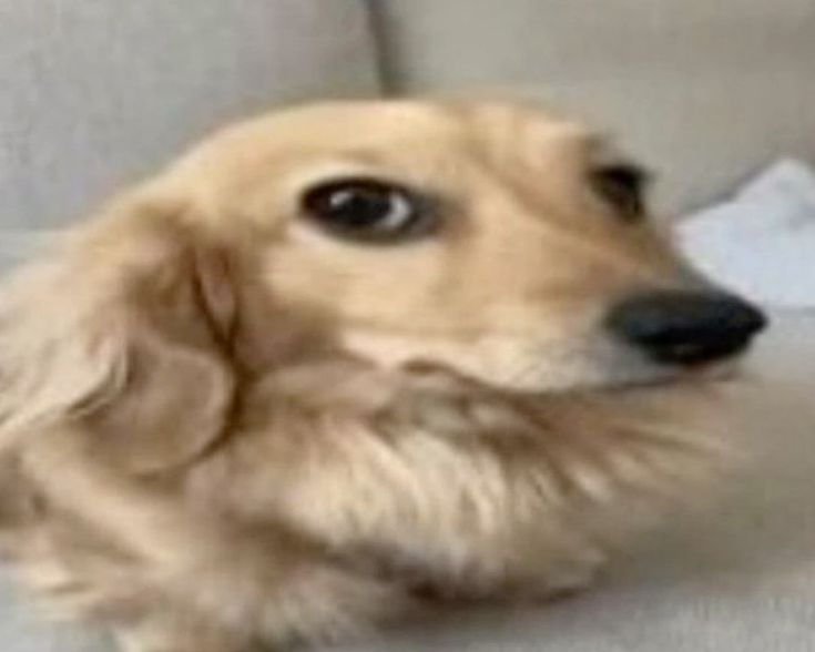 a blurry photo of a golden retriever dog resting its head on a couch, looking slightly dazed or uninterested. The overlaid…