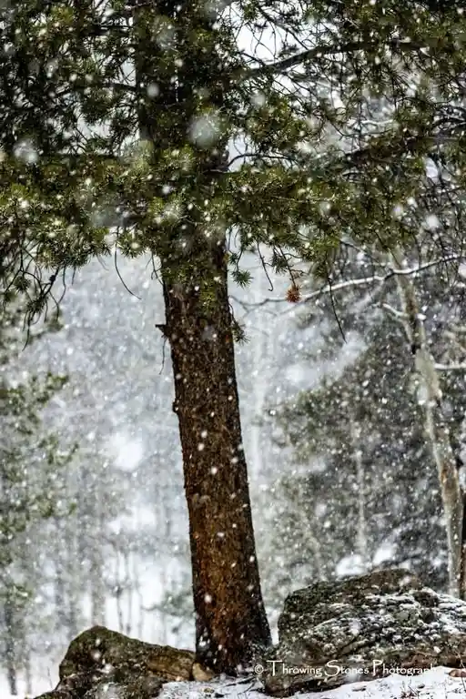 A Winter Wonderland: It's Snowing!