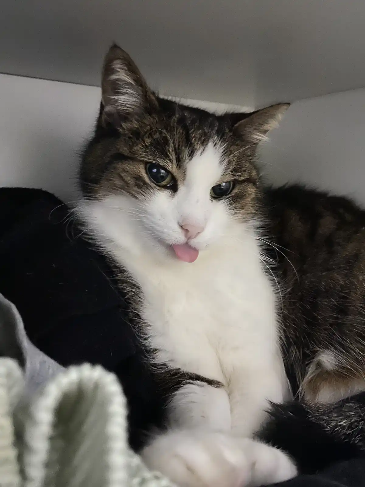 A close-up photo of a fluffy brown and white cat with its pink tongue sticking out, looking directly at the camera with a…