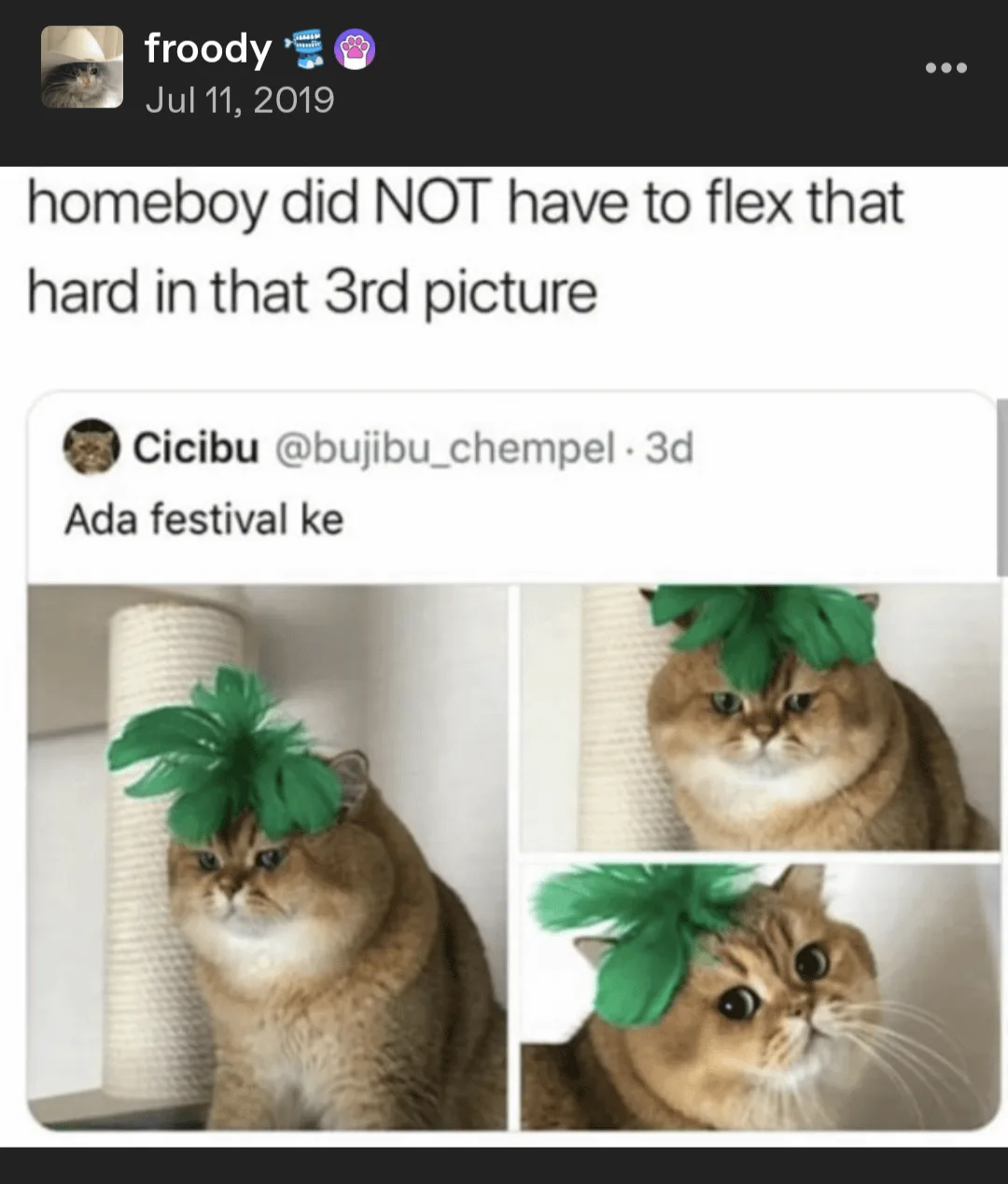 Adorable Cat Photos That Will Melt Your Heart