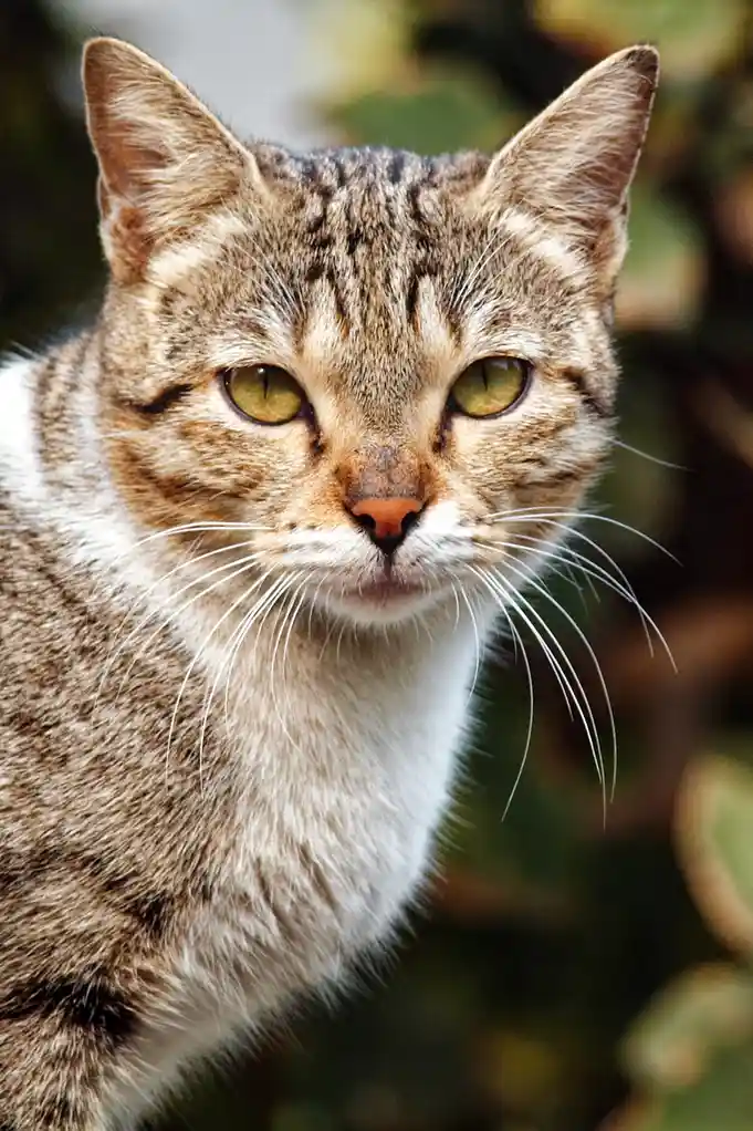 A close-up photo of a tabby cat with green eyes and a white chest, staring intently at the camera with a stern, unamused…