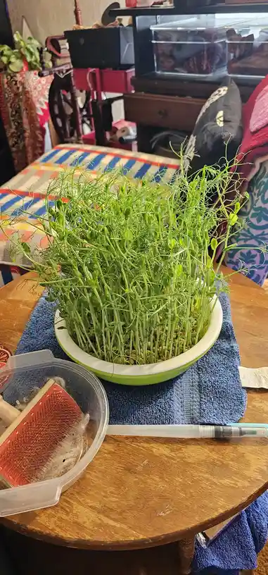 A green bowl filled with lush, overgrown pea sprouts sits on a blue towel atop a wooden table, surrounded by household items…