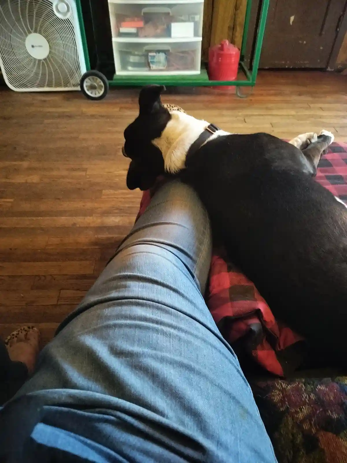 A black and white dog is lying on a person's lap, which is covered by blue jeans, on a red plaid blanket. The person's bare…