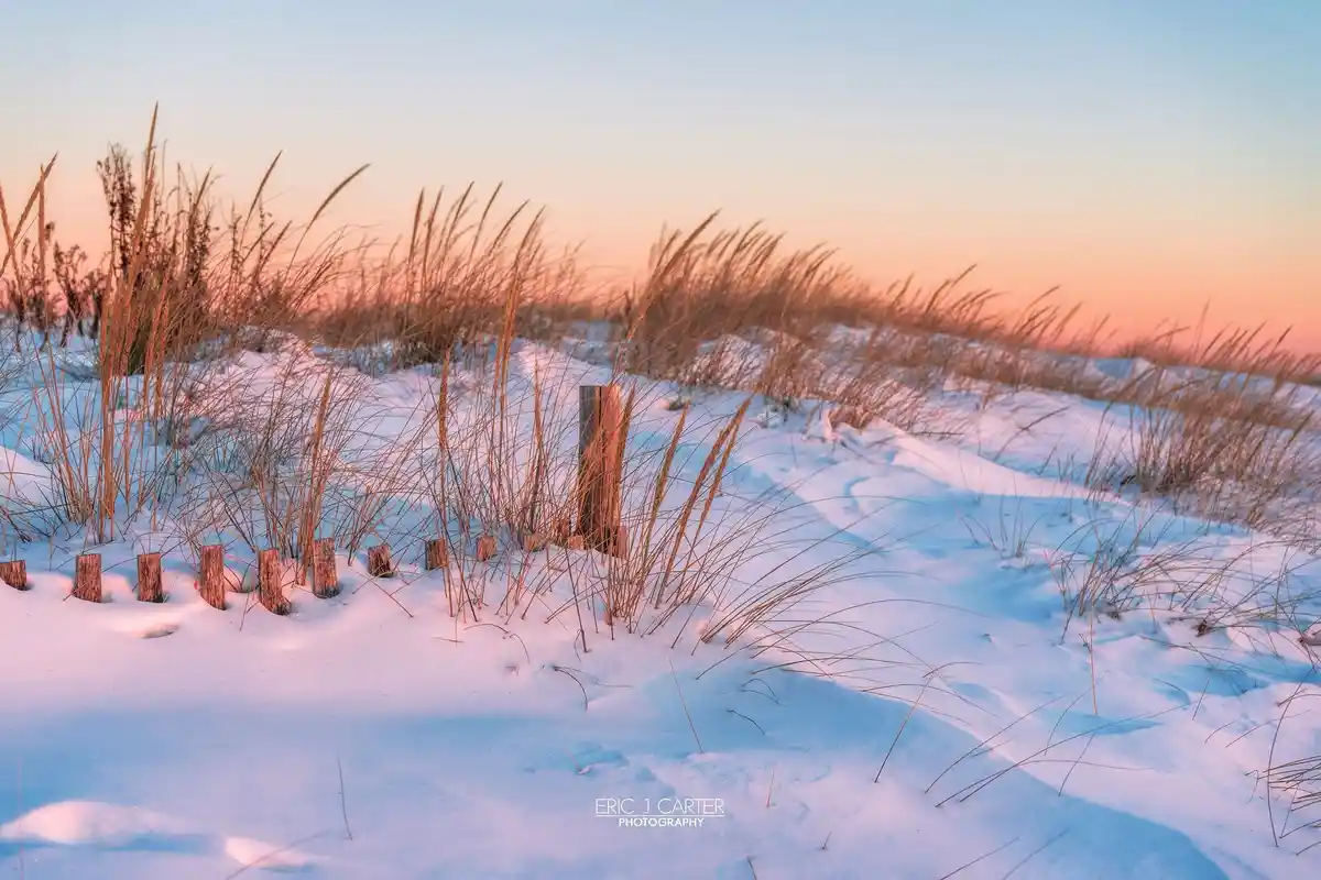 A serene winter scene shows snow-covered dunes with tall, dry grasses swaying in the wind under a soft pink and blue sunset…