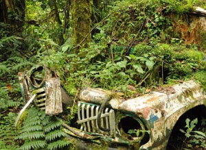 a rusted, abandoned jeep is completely overgrown with lush green ferns, moss, and other jungle vegetation, indicating…