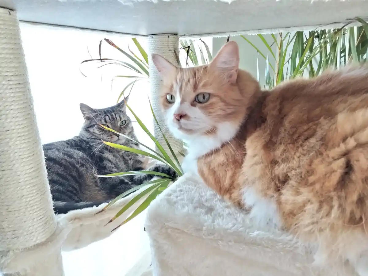 Two cats are on a cat tree; a fluffy orange and white cat in the foreground looks directly at the camera with a stern…