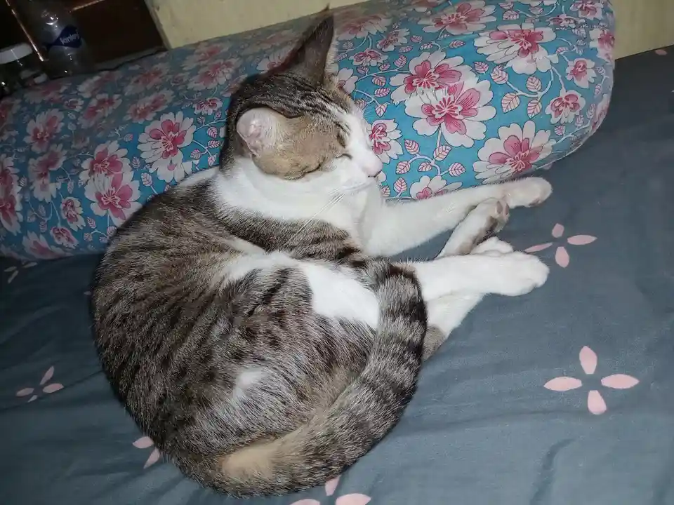 A gray and white tabby cat is curled up sleeping on a bed with a blue floral-patterned pillow and a gray sheet with pink…