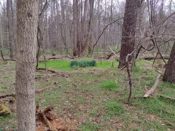 A photo of a forest floor with scattered trees, fallen logs, and patches of green grass, with a small clump of grass in the…