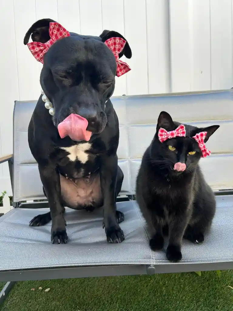 A black dog and a black cat sit side-by-side on a gray outdoor lounge chair, both wearing matching red-and-white checkered…
