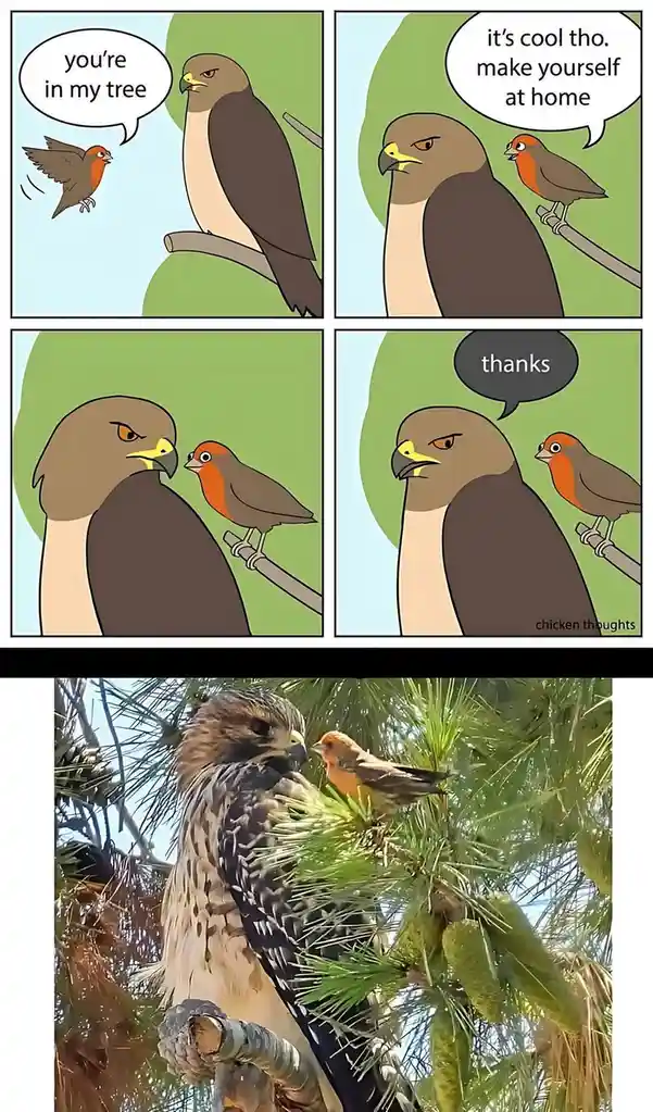 A four-panel comic strip shows a small bird flying up to a large hawk perched in a tree, telling it 'you're in my tree'. The…