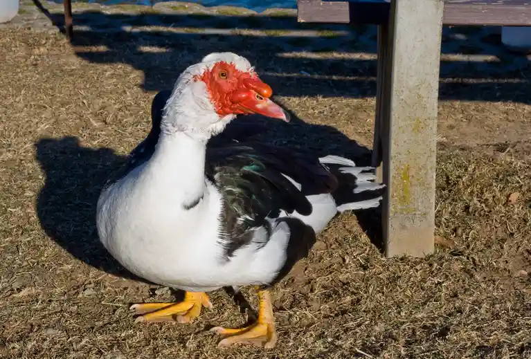A white and black muscovy duck with a prominent red face and orange beak stands on dry grass next to a wooden bench leg. The…