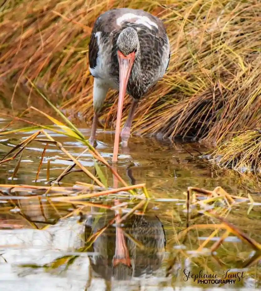 A black-and-white bird with a long, pinkish-orange beak stands in shallow water, surrounded by tall, dry reeds. Its…