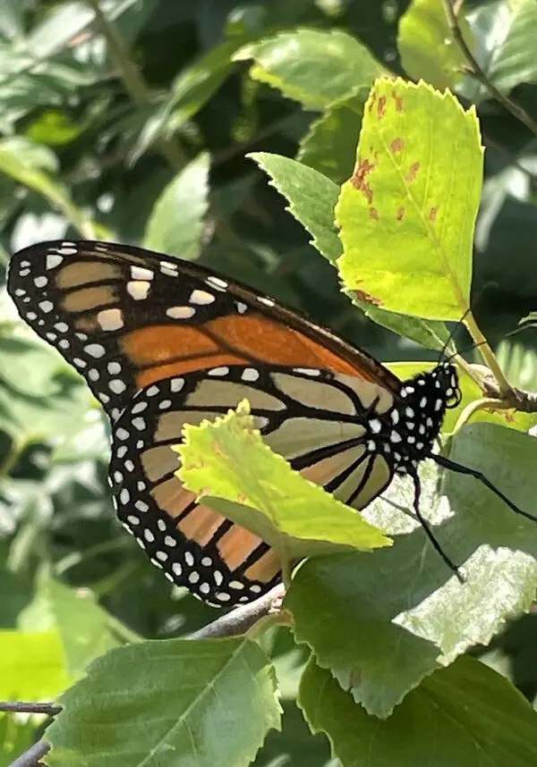 A monarch butterfly with orange, black, and white wings rests on green leaves. The image has text overlaid that reads 'i'm…
