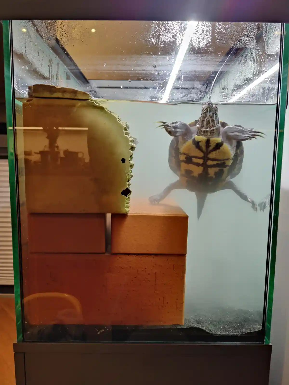 A turtle is swimming in an aquarium, its head and front limbs raised as if in surprise or alarm, positioned near a structure…