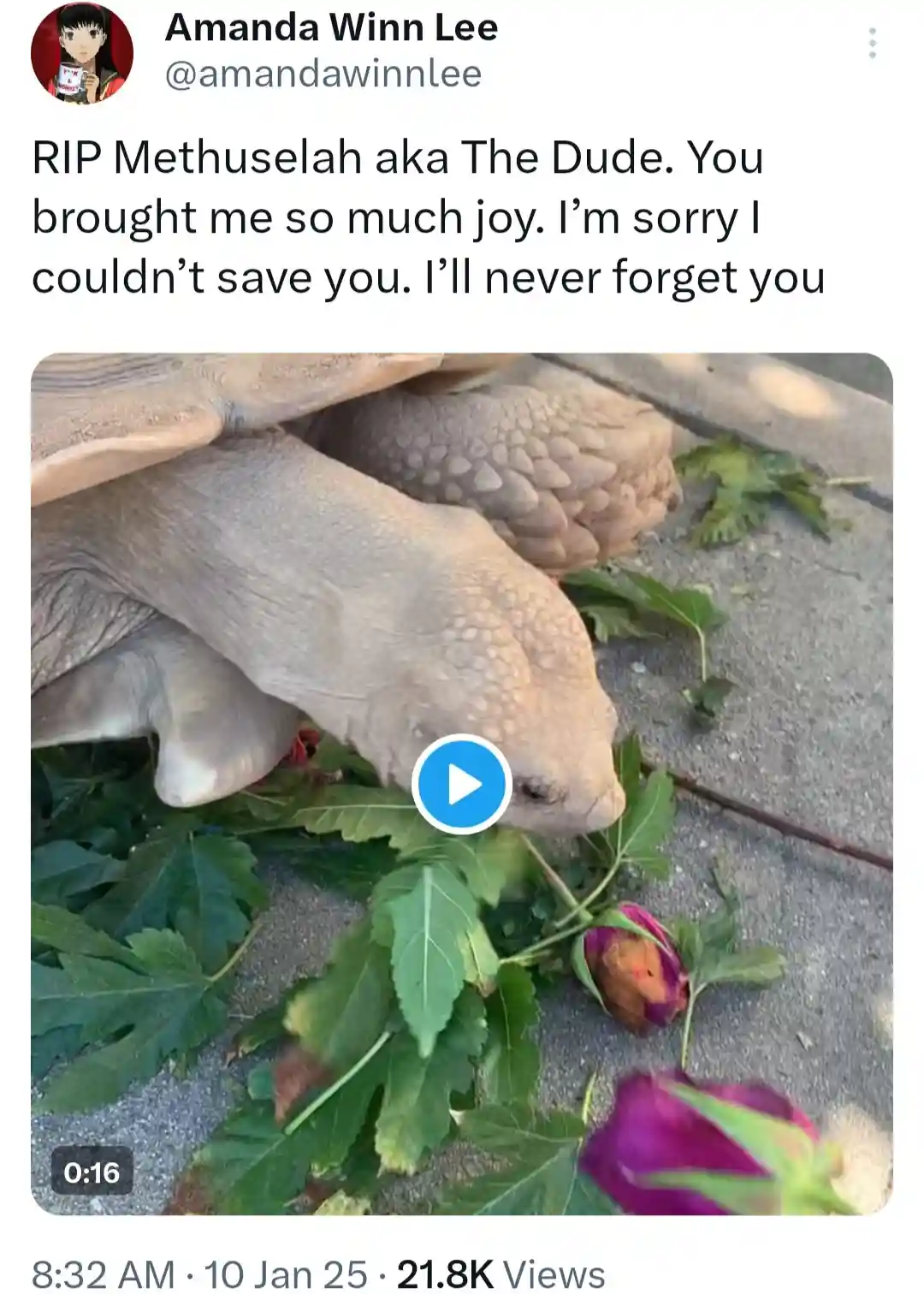 A screenshot of a tweet by Amanda Winn Lee showing a video thumbnail of a large tortoise eating leaves and flowers on…