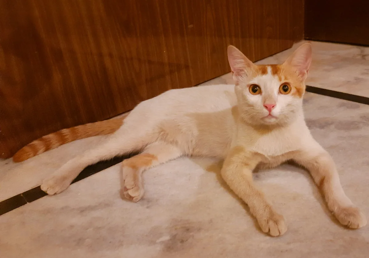 Lucky Cat Photo: A Pawsitive Vibe!