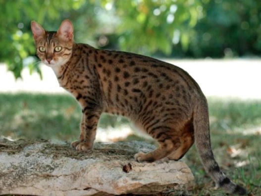 A spotted wildcat, likely a Bengal cat, stands alert on a rock outdoors with green foliage in the background. The image has…