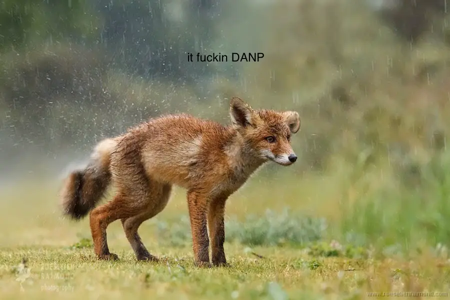 A red fox stands in the rain on grass, looking alert and slightly drenched, with raindrops visible in the air. The text 'it…