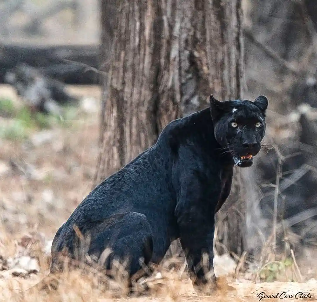 A black panther sits alert in dry grass near a tree trunk, its mouth slightly open showing teeth, with a watermark reading…