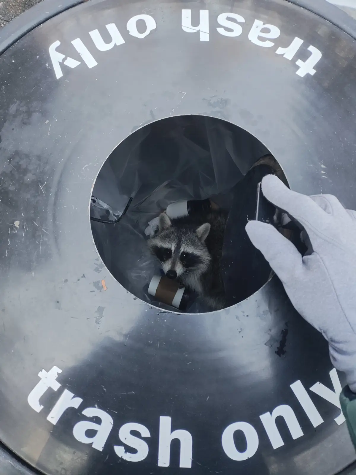 A raccoon is visible inside a public trash can, holding a coffee cup in its mouth, while a gloved human hand reaches into…