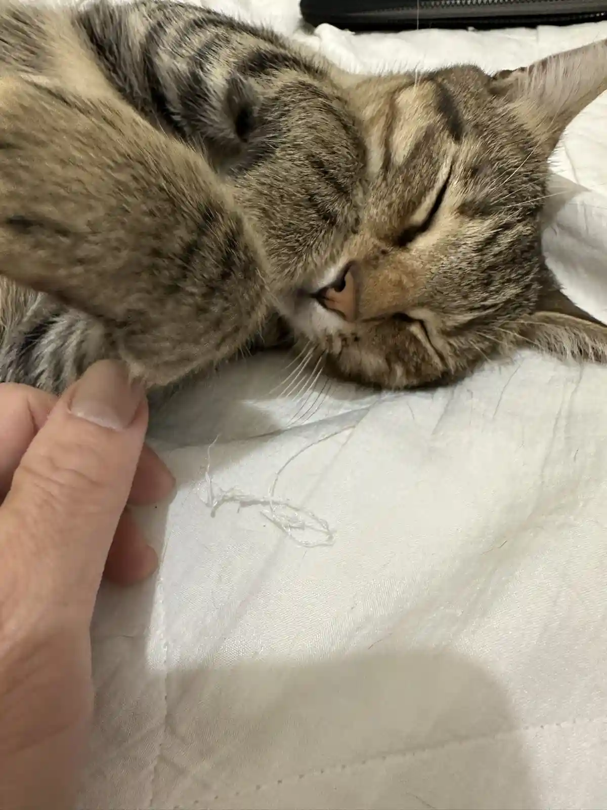 A tabby cat sleeps soundly on a white bedsheet while a human finger points to a small, loose thread on the fabric. The cat's…