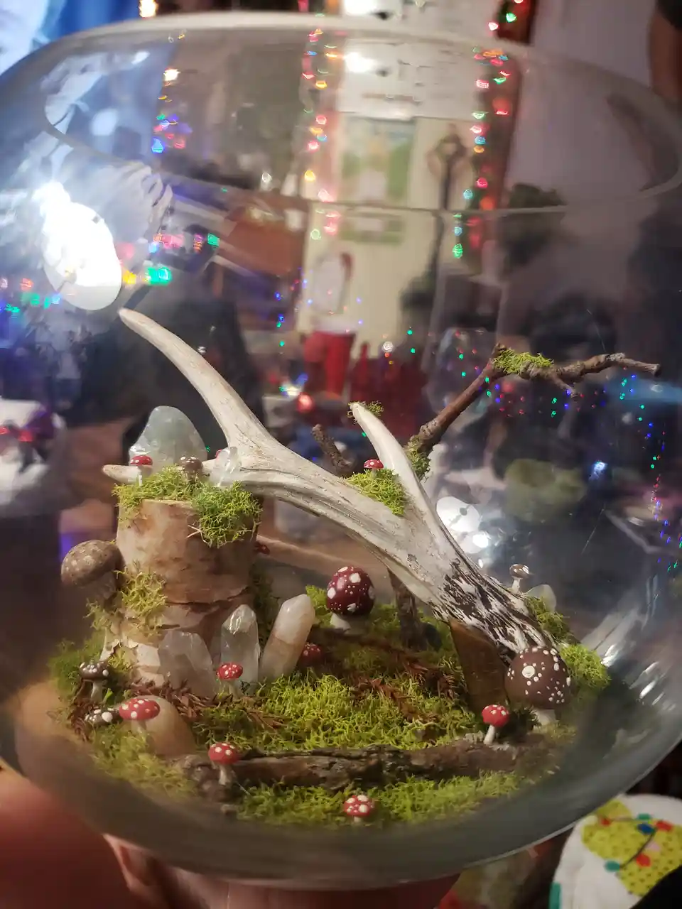 A close-up photo shows a glass terrarium containing a miniature forest scene with moss, red-and-white spotted mushrooms…