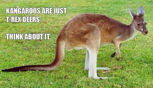 A brown kangaroo stands on green grass, facing right, with white fur on its legs and a long tail. White text overlaid on the…