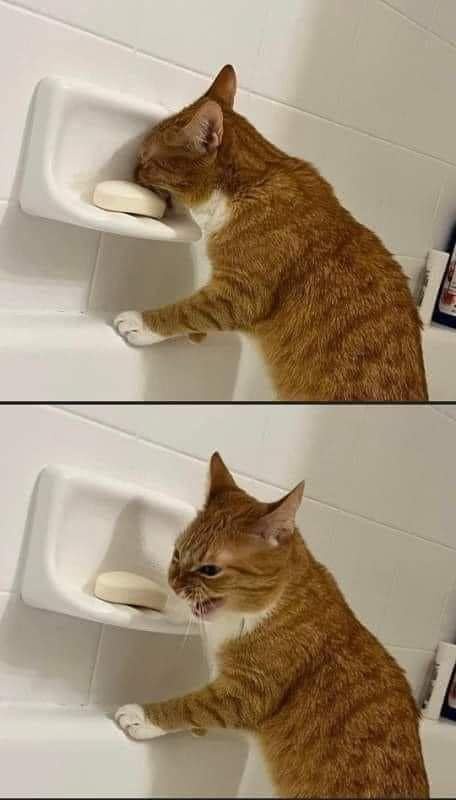 A two-panel image shows an orange tabby cat in a white bathtub, using its front paw to hold a bar of soap in a wall-mounted…