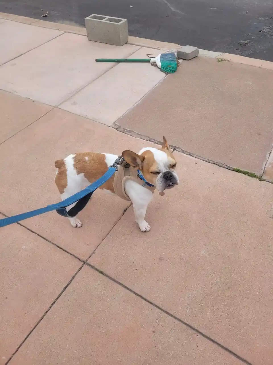 A brown and white French bulldog wearing a harness and blue leash stands on a sidewalk, looking tired or unenthusiastic. In…