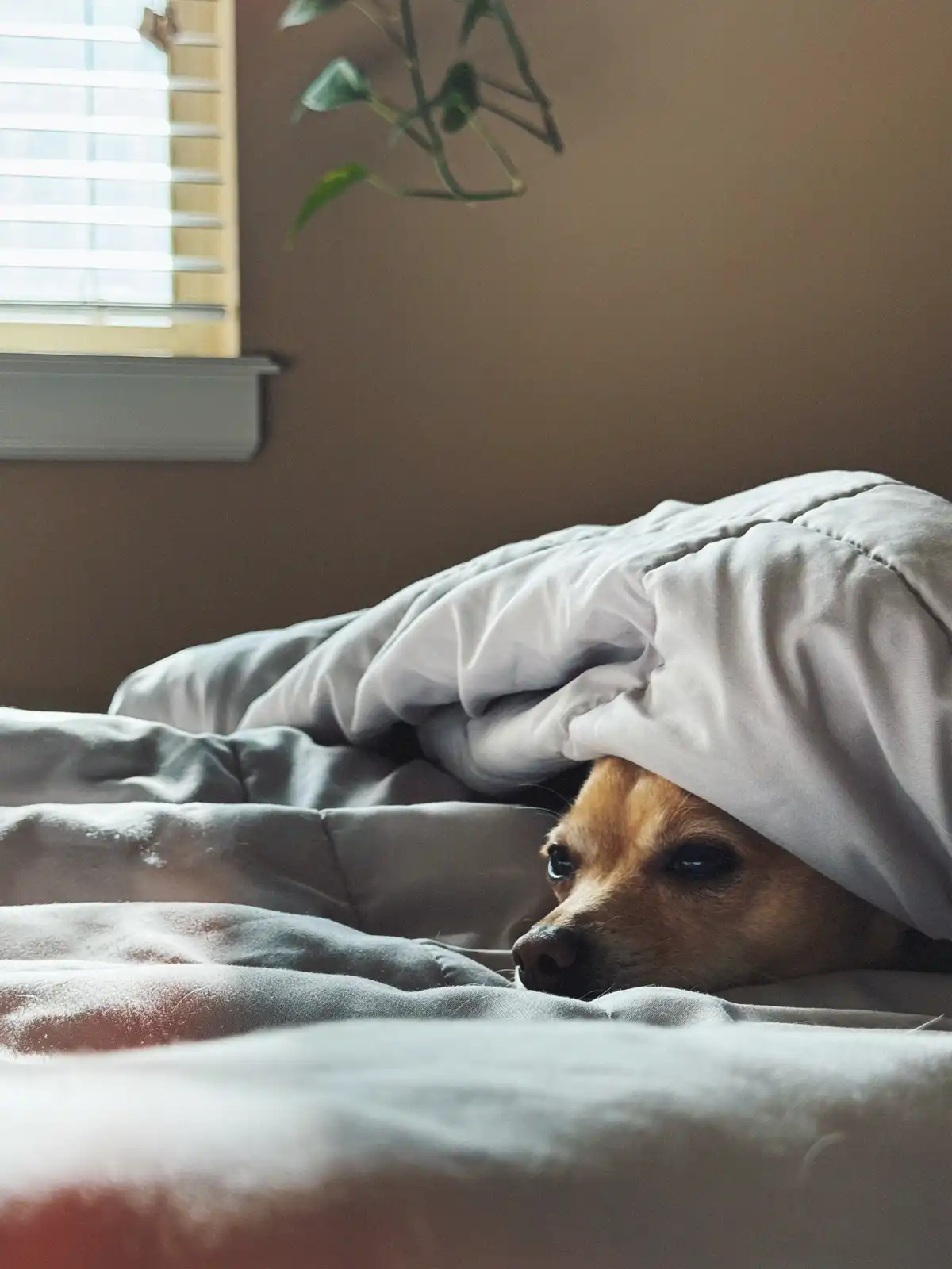 A small brown dog is peeking out from under a gray comforter on a bed, looking tired or sleepy. The background shows a…