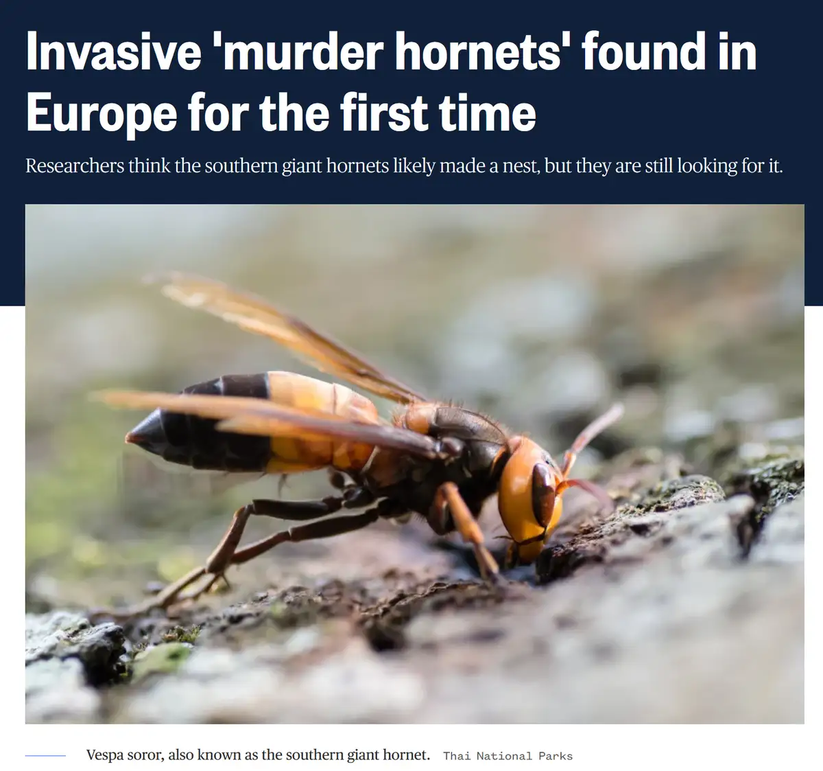 A close-up photo shows a large, orange-and-black hornet, identified as Vespa soror (southern giant hornet), crawling on…