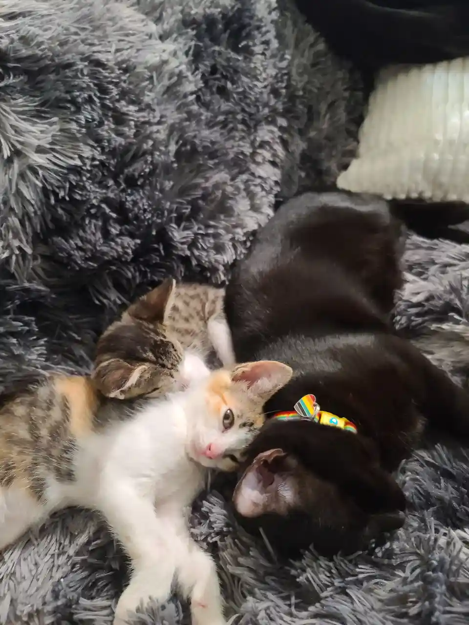 A calico kitten with white, orange, and brown fur is lying on a fluffy gray blanket, cuddling up to a black cat that is…