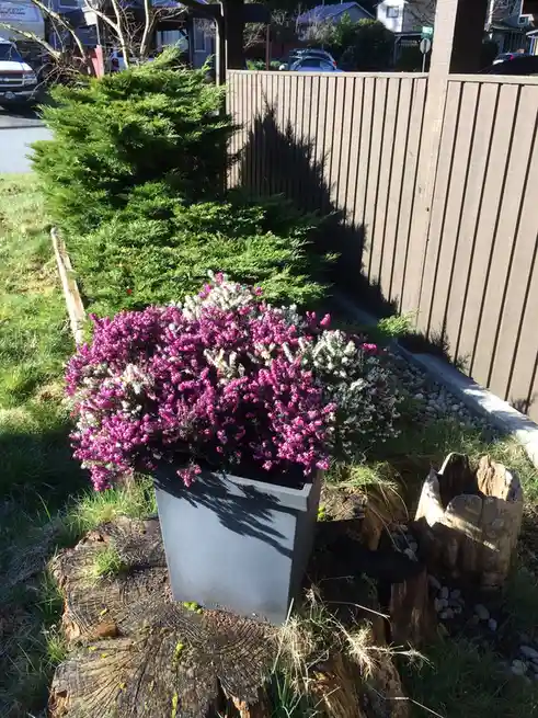 A vibrant potted plant with purple and white flowers sits atop a large tree stump in a backyard, with a wooden fence and…