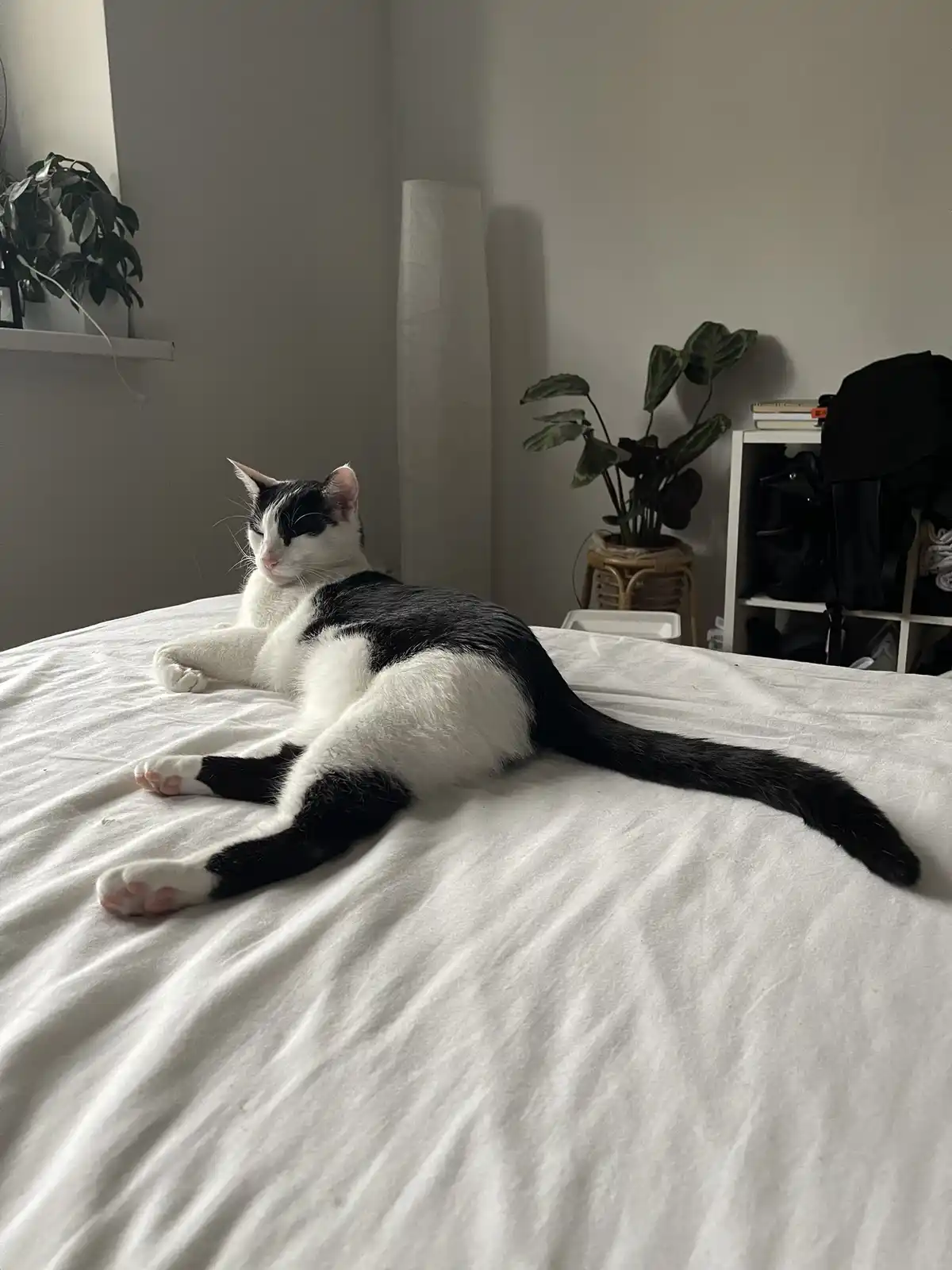A black and white cat lounges lazily on a white bedspread, eyes half-closed in apparent relaxation. The background shows a…