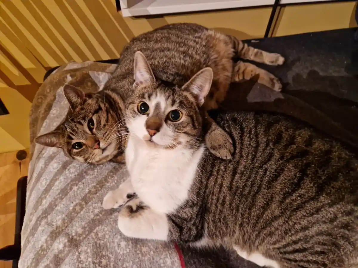 Two tabby cats are resting on a patterned blanket; one is lying down looking relaxed while the other is sitting upright with…