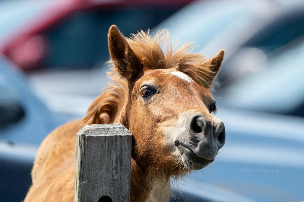 A close-up photo of a small brown horse with a white marking on its forehead, peeking over a weathered wooden fence post…