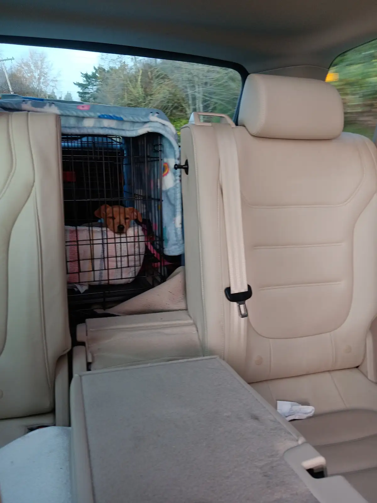 A small brown puppy sits calmly in a black wire pet carrier placed between the rear seats of a car, looking out. The carrier…
