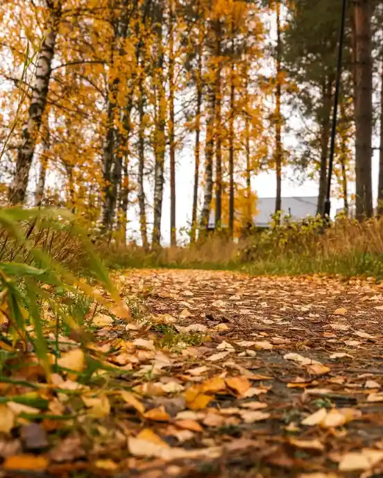 A low-angle photo of a forest path covered in fallen yellow leaves, with tall trees in autumn colors in the background…