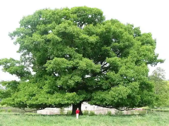 A person in a red shirt and white pants stands beneath a massive, leafy green tree, dwarfed by its enormous canopy. The…
