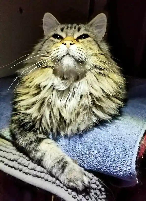 A fluffy, long-haired tabby cat with a grumpy, unimpressed expression sits on a blue towel and gray textured surface. Its…