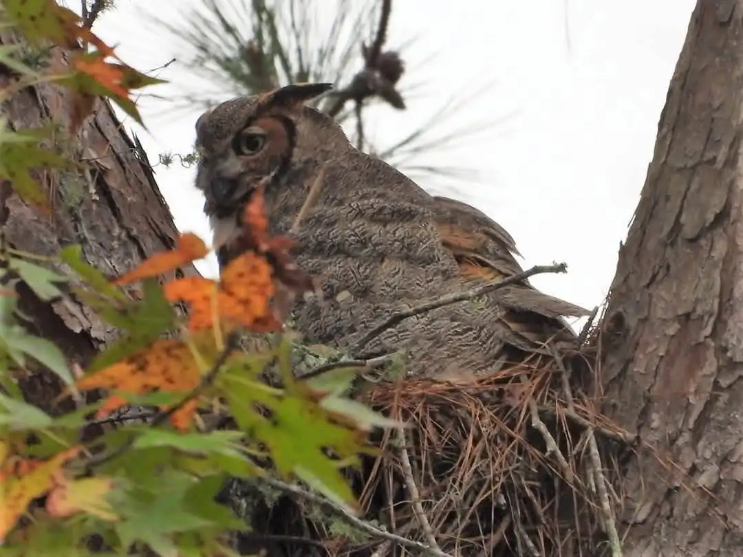A large owl with mottled brown and grey feathers and prominent ear tufts sits alertly in a nest made of twigs and pine…