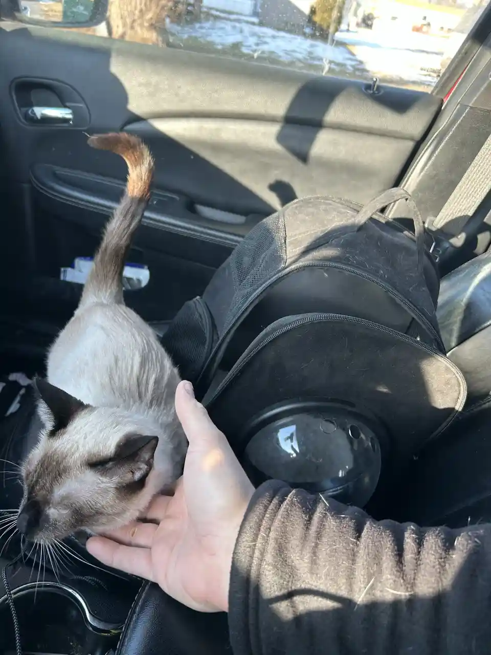 A person's hand is gently holding a Siamese cat inside a car, with the cat's tail raised and eyes closed in apparent…